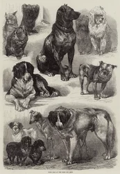 Prize Dogs at the Paris Dog Show